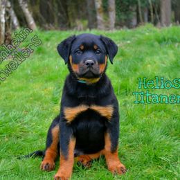 Rottweiler Puppies from Titanenheim Rottweilers