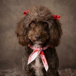 Cookie - Bernedoodle