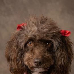 Cookie - Bernedoodle