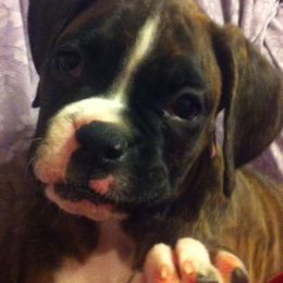 Boxers from Lando Boxers
