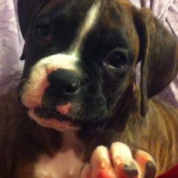 Boxers from Lando Boxers