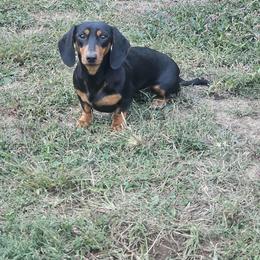 Pebbles - Dachshund