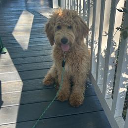 Bailey - Red  male Goldendoodle puppy in Winchester, Virginia from Morningstar Goldendoodles