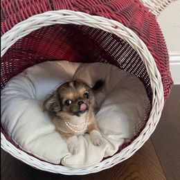 6,500k Joy is xsmall with dolly face - Chocolate sabled fawn female Chihuahua puppy in Burleson, Texas from Tiny Diiamond Chihuahua