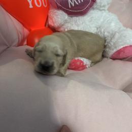 Boy 1 - Cream male Dachshund puppy in Casselberry, Florida from Amore Mini Dachshund Breeders & More