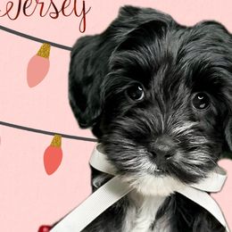 Girl 2 - Black female Australian Labradoodle puppy in Kentucky from Bluegrass Country Labradoodles