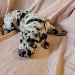 Cane Corso and Great Dane Puppies from RC RANCH GREAT DANES