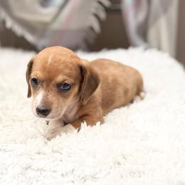Sully - Dapple male Dachshund puppy in Decatur, Mississippi from KP Dachshunds