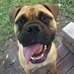 Bullmastiffs from Susan's Bullmastiff Puppies