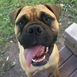 Bullmastiffs from Susan's Bullmastiff Puppies