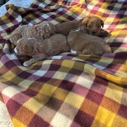 Goldendoodle puppies from Pecks Oodle Doodles