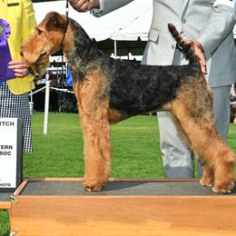 Airedale Terriers from Topline Airedale Terriers