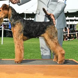 Airedale Terriers from Topline Airedale Terriers