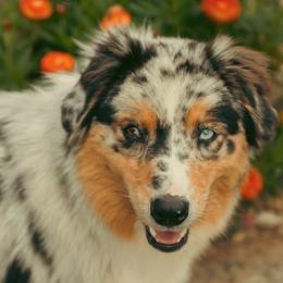 Liberty - Australian Shepherd
