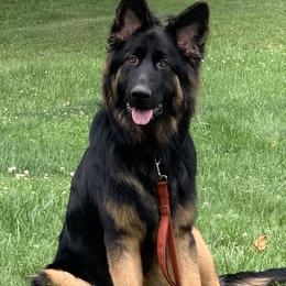German Shepherd Puppies from EshelmanSchwitz German Shepherd Dogs