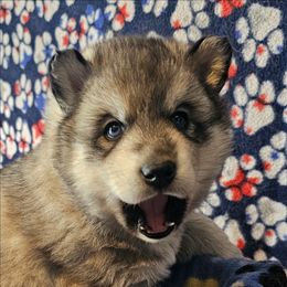 2 (lime) - Agouti and white male Siberian Husky puppy in Dane, Wisconsin from Sunny Hurricane Siberians