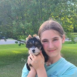 Yorkshire Terrier Puppies from Peters Pups Yorkshire Terriers
