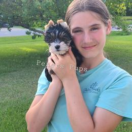 Yorkshire Terrier Puppies from Peters Pups Yorkshire Terriers