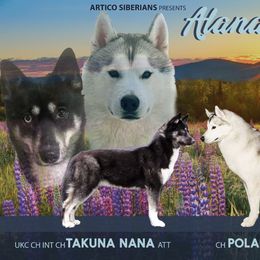 Siberian Husky puppies from Artico Siberians