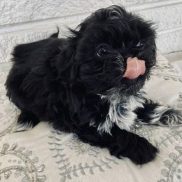 Shih Tzus from Pumpkin Patch Shih Tzus