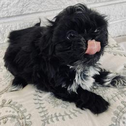 Shih Tzus from Pumpkin Patch Shih Tzus