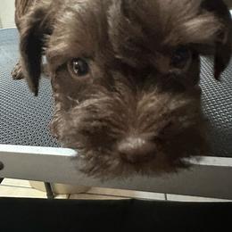 Zeus - Liver male Miniature Schnauzer puppy in Orlando, Florida from AOK SCHNAUZERS - Central Florida Miniature Schnauzers