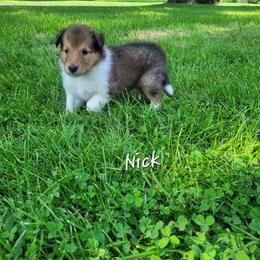 Nick - Sable male Collie puppy in Mattoon, Illinois from Gold Leaf Collies