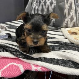 Yorkshire Terrier Puppies from Blissful_Yorkies