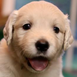 Girl 1 - female Golden Retriever puppy in Riverview, Florida from English Cream Goldens of Tampa Bay