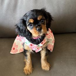 Cavalier King Charles Spaniel Puppies from Crosby's Cavaliers