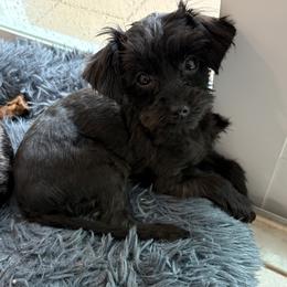 Yara - Black female Yorkipoo puppy in Collier County, Florida from Star Catcher Pups