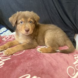 Reeses - Red tri-color male Australian Shepherd puppy in East Hartford, Connecticut from CT Aussies