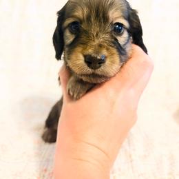 Magnolia - Cream female Dachshund puppy in Sylvania, Alabama from Yancey’s Doxies