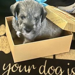 Miniature Schnauzers from S&D miniature schnauzers in OKC