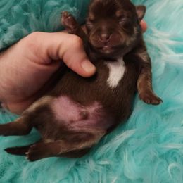 Chihuahua Puppies from OutLaw Chihuahua's