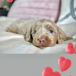 Dachshund Puppies from Meldox