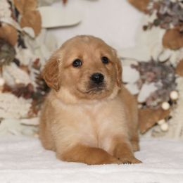 Blue Ribbon - Dark golden male Golden Retriever puppy in Howard City, Michigan from Sherman's Shepherds