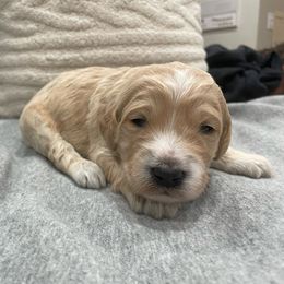George - Cream male Goldendoodle puppy in Stafford, Virginia from Morris Doodles Virginia