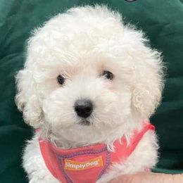 Poodle Puppies from Lowry Toy Poodles