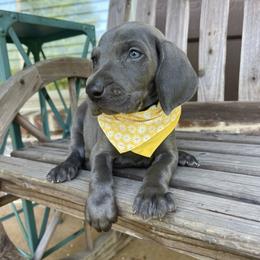 Sage - Blue female Weimaraner puppy in Taylorsville, Mississippi from Southern Magnolia Weimaraners
