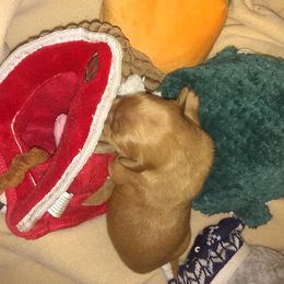 Golden Retriever Puppies from Gingersnap Golden Retrievers