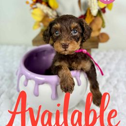 Bernedoodle, Goldendoodle, and Poodle Puppies from Plum Valley Pups