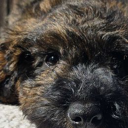 Gemini - Black tri-color Aussiedoodle puppy in Stockton, California from Family Doodles