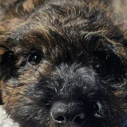 Gemini - Black tri-color Aussiedoodle puppy in Stockton, California from Family Doodles