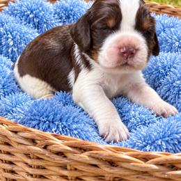 Boy 2 - Tri-Roan male English Springer Spaniel puppy in Fairfield, California from Goldridge Springers