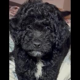 Cookie - Black female Goldendoodle puppy in Captain Cook, Hawaii from Big Island Goldendoodles