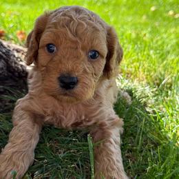 Chewbacca - Aqua - Red male Cavapoo puppy in South Jordan, Utah from Simply Sweet Paws. LLC