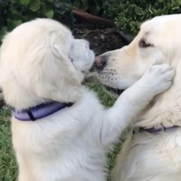 Golden Retrievers from Mystique Golden Retrievers