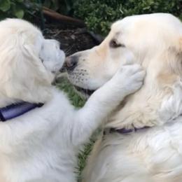 Golden Retrievers from Mystique Golden Retrievers