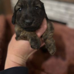 Sailor - Brindle female Dachshund puppy in White Cloud, Michigan from West Michigan Dachshund
